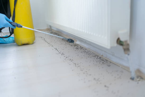 Best Pest Control for Homes  in Chester, WV